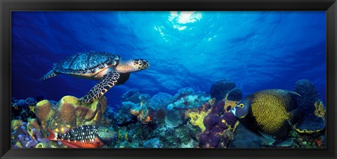 Framed Hawksbill turtle (Eretmochelys Imbricata) and French angelfish (Pomacanthus paru) with Stoplight Parrotfish (Sparisoma viride) Print