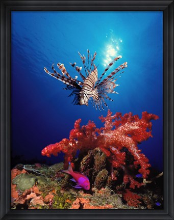Framed Lionfish (Pteropterus radiata) and Squarespot anthias (Pseudanthias pleurotaenia) with soft corals in the ocean Print