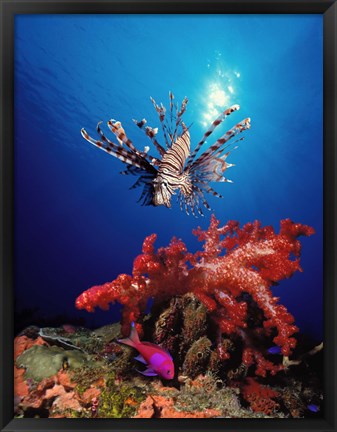 Framed Lionfish (Pteropterus radiata) and Squarespot anthias (Pseudanthias pleurotaenia) with soft corals in the ocean Print