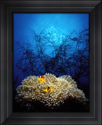 Framed Mat anemone and Allard&#39;s anemonefish (Amphiprion allardi) in the ocean Print