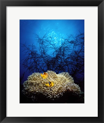 Framed Mat anemone and Allard&#39;s anemonefish (Amphiprion allardi) in the ocean Print