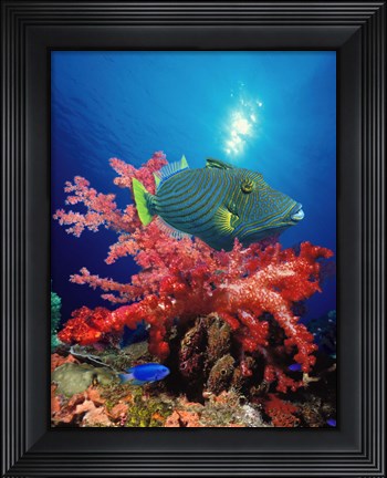 Framed Orange-Lined triggerfish (Balistapus undulatus) and soft corals in the ocean Print