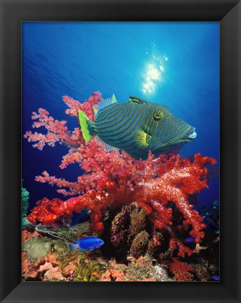 Framed Orange-Lined triggerfish (Balistapus undulatus) and soft corals in the ocean Print