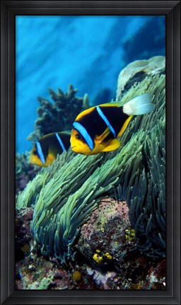 Framed Allard&#39;s anemonefish (Amphiprion allardi) in the ocean Print