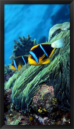 Framed Allard&#39;s anemonefish (Amphiprion allardi) in the ocean Print