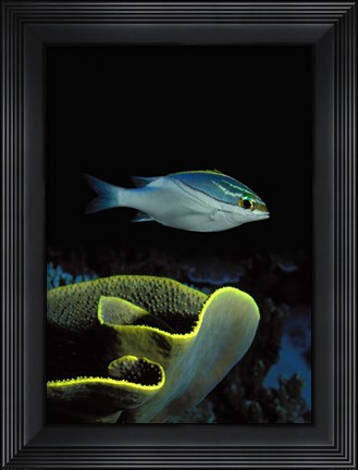Framed Two-Lined monocle bream (Scolopsis bilineata) and coral in the ocean Print