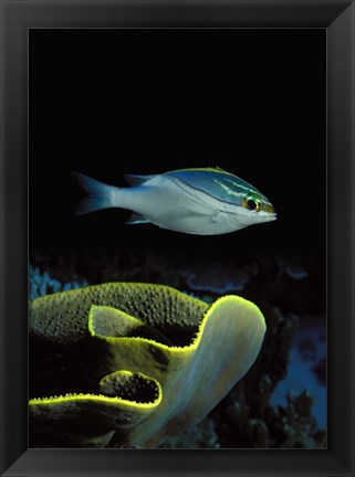 Framed Two-Lined monocle bream (Scolopsis bilineata) and coral in the ocean Print