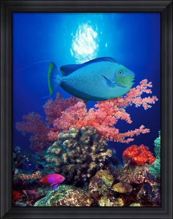 Framed Vlamings unicornfish and Squarespot anthias (Pseudanthias pleurotaenia) with soft corals in the ocean Print