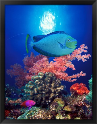 Framed Vlamings unicornfish and Squarespot anthias (Pseudanthias pleurotaenia) with soft corals in the ocean Print