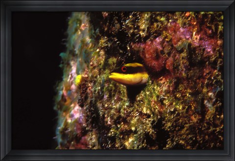 Framed Wrasse blenny in coral wall in the sea Print