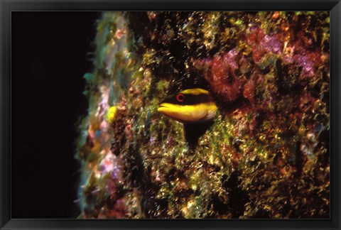 Framed Wrasse blenny in coral wall in the sea Print