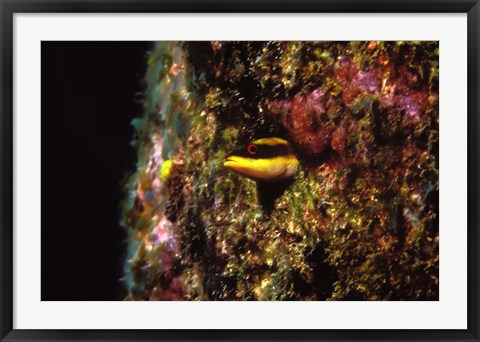 Framed Wrasse blenny in coral wall in the sea Print