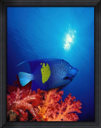Framed Yellow-Banded angelfish (Pomacanthus maculosus) with soft corals in the ocean Print