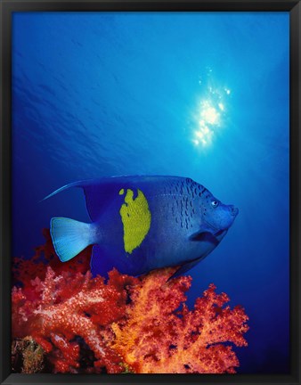 Framed Yellow-Banded angelfish (Pomacanthus maculosus) with soft corals in the ocean Print