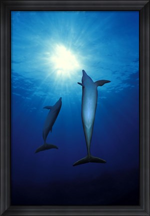 Framed Bottle-Nosed dolphins (Tursiops truncatus) in the sea Print