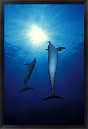 Framed Bottle-Nosed dolphins (Tursiops truncatus) in the sea Print