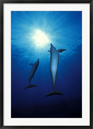 Framed Bottle-Nosed dolphins (Tursiops truncatus) in the sea Print