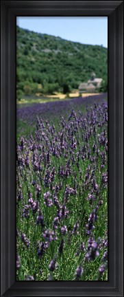 Framed Lavender crop with a monastery in the background, Abbaye De Senanque, Provence-Alpes-Cote d&#39;Azur, France Print