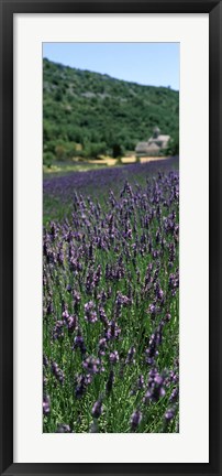 Framed Lavender crop with a monastery in the background, Abbaye De Senanque, Provence-Alpes-Cote d&#39;Azur, France Print