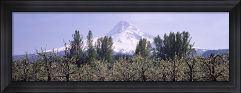 Framed Fruit trees in an orchard with a snowcapped mountain in the background, Mt Hood, Hood River Valley, Oregon, USA Print