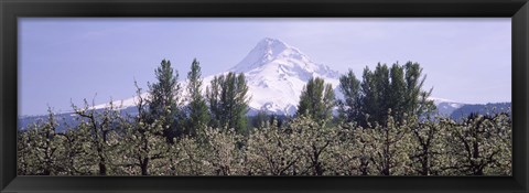 Framed Fruit trees in an orchard with a snowcapped mountain in the background, Mt Hood, Hood River Valley, Oregon, USA Print