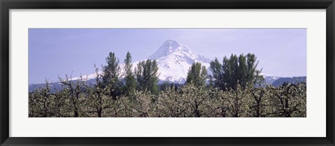 Framed Fruit trees in an orchard with a snowcapped mountain in the background, Mt Hood, Hood River Valley, Oregon, USA Print