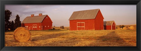 Framed Red barns in a farm, Palouse, Whitman County, Washington State, USA Print