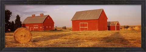 Framed Red barns in a farm, Palouse, Whitman County, Washington State, USA Print
