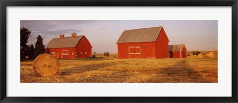 Framed Red barns in a farm, Palouse, Whitman County, Washington State, USA Print