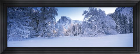 Framed Oak trees and rock formations covered with snow, Half Dome, Yosemite National Park, California Print