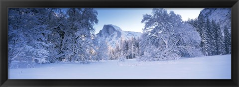 Framed Oak trees and rock formations covered with snow, Half Dome, Yosemite National Park, California Print