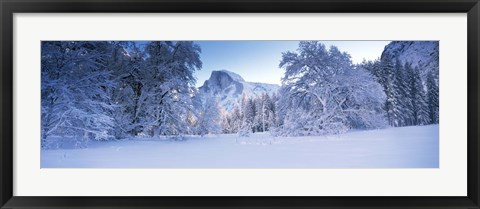 Framed Oak trees and rock formations covered with snow, Half Dome, Yosemite National Park, California Print