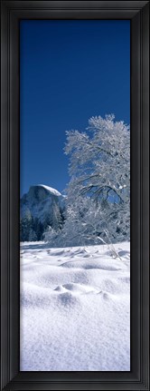 Framed Oak tree and rock formations covered with snow, Half Dome, Yosemite National Park, Mariposa County, California, USA Print