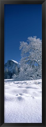 Framed Oak tree and rock formations covered with snow, Half Dome, Yosemite National Park, Mariposa County, California, USA Print