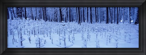 Framed Snow covered trees on a landscape, Yosemite Valley, Yosemite National Park, Mariposa County, California, USA Print