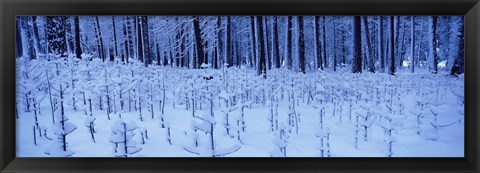 Framed Snow covered trees on a landscape, Yosemite Valley, Yosemite National Park, Mariposa County, California, USA Print
