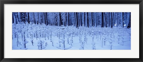 Framed Snow covered trees on a landscape, Yosemite Valley, Yosemite National Park, Mariposa County, California, USA Print