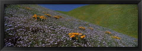 Framed Purple and Orange Wildflowers on a hillside, California Print