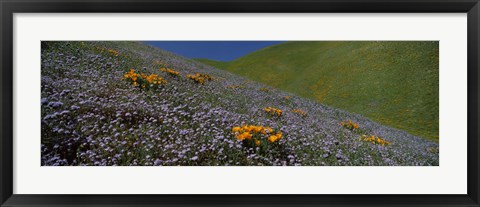 Framed Purple and Orange Wildflowers on a hillside, California Print