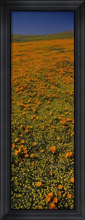 Framed Orange Wildflowers, California Print