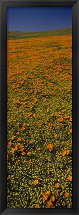 Framed Orange Wildflowers, California Print