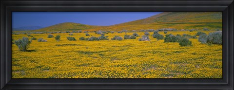 Framed Yellow Wildflowers on a landscape, California Print
