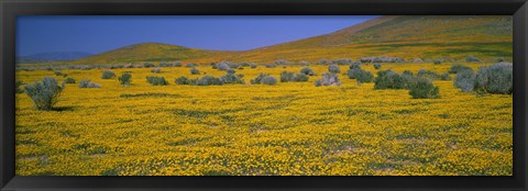 Framed Yellow Wildflowers on a landscape, California Print