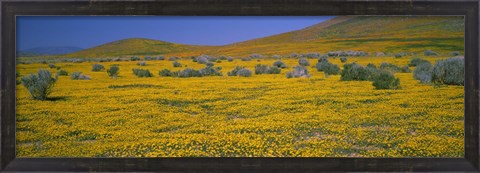 Framed Yellow Wildflowers on a landscape, California Print