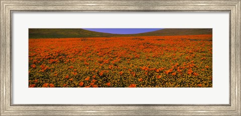 Framed Orange Wildflowers on a landscape, California Print