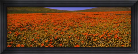 Framed Orange Wildflowers on a landscape, California Print