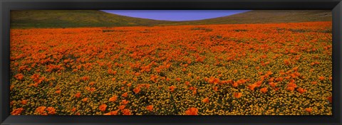 Framed Orange Wildflowers on a landscape, California Print
