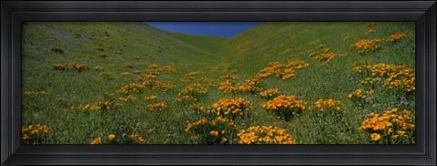 Framed Orange Wildflowers on a hillside, California Print