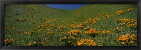 Framed Orange Wildflowers on a hillside, California Print