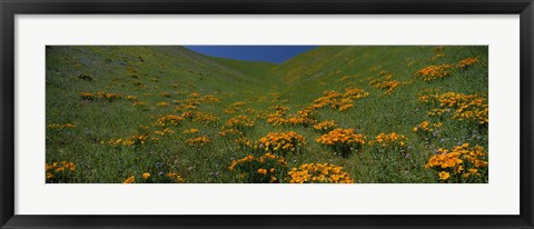 Framed Orange Wildflowers on a hillside, California Print